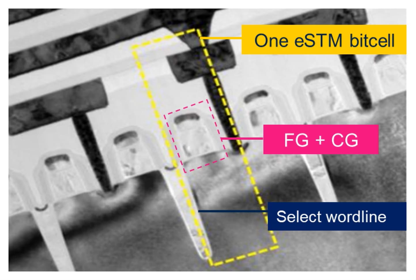 estm-cell-cross-section