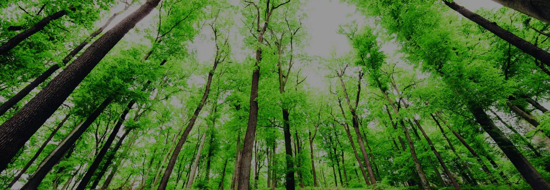 Tall green trees in a dense forest with sunlight filtering through the leaves.