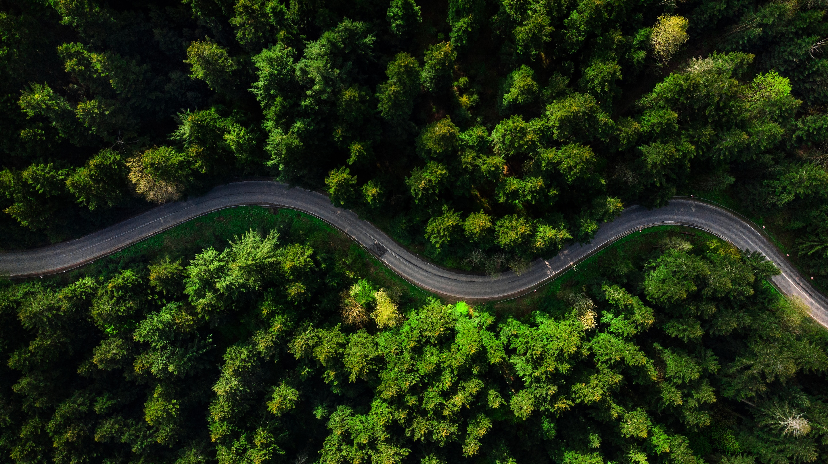 Winding road trough dense pine forest